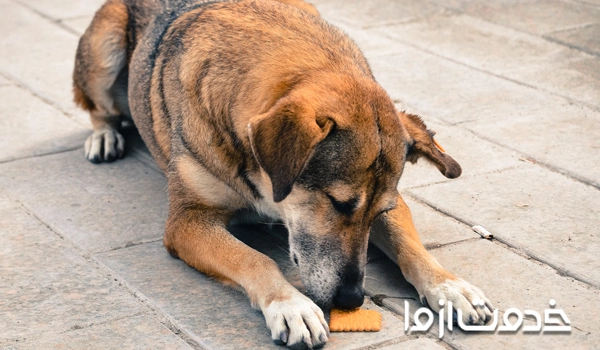 آموزش نخور به سگ های نگهبان